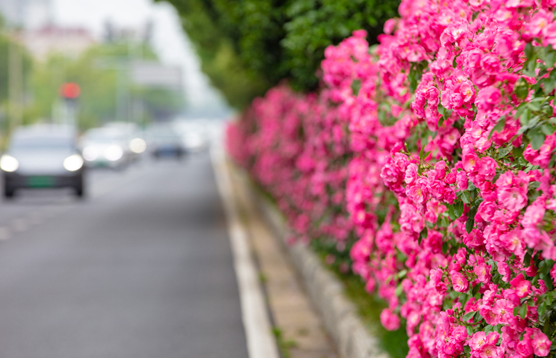 觀山路盛開(kāi)的薔薇花